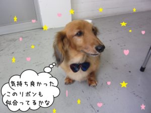 おすまし笑顔ミニチュアダックス