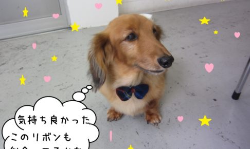 おすまし笑顔ミニチュアダックス