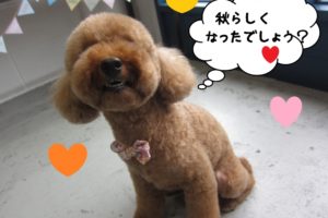 ごきげんおすましトイプードル