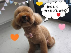 ごきげんおすましトイプードル