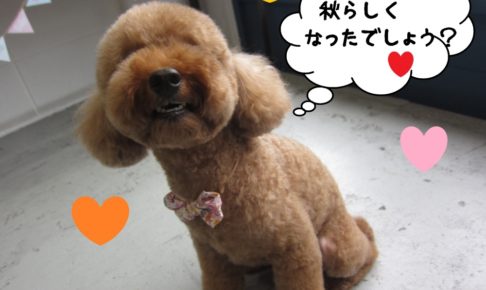 ごきげんおすましトイプードル