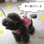 上向き黒トイプードル