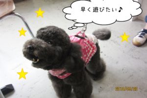 上向き黒トイプードル