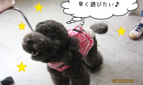 上向き黒トイプードル