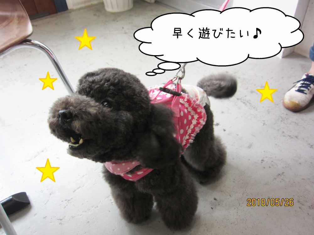 上向き黒トイプードル