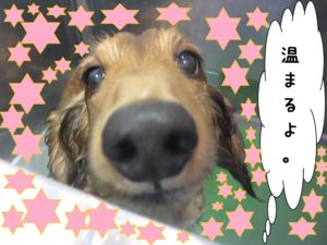 スパ中ミニチュアダックス