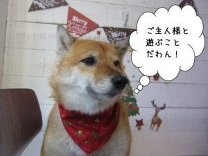 施術後柴犬