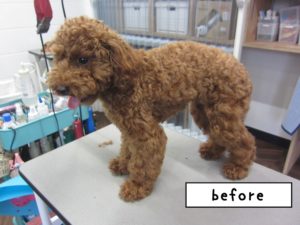 カット前トイプードル