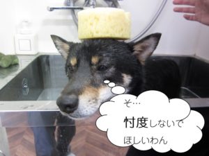 スパ中黒柴犬