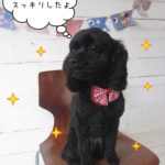 おすわりおすましトイプードル