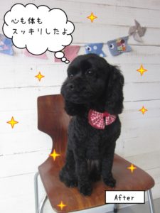 おすわりおすましトイプードル