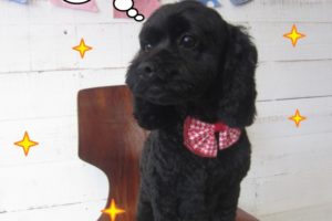 おすわりおすましトイプードル