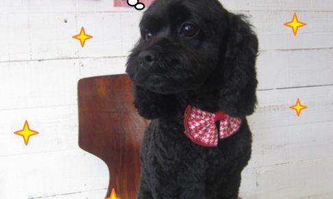 おすわりおすましトイプードル