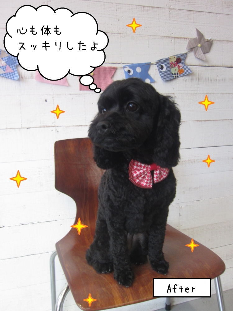 おすわりおすましトイプードル