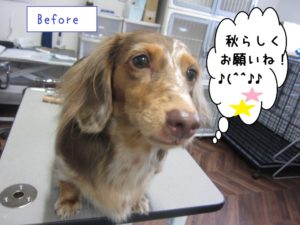 カット前ミニチュアダックス