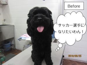 カット前黒ミックス