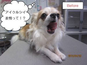 カット前チワワ