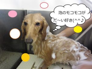 シャンプー中ミニチュアダックス