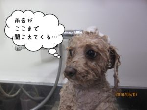 シャンプー中トイプードル