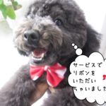 喜ぶトイプードル