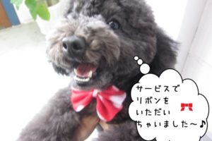 喜ぶトイプードル