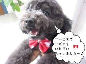 喜ぶトイプードル