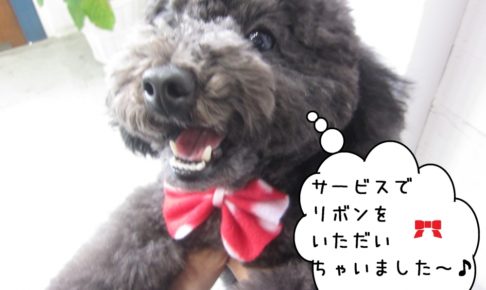 喜ぶトイプードル