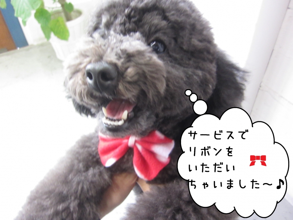 喜ぶトイプードル