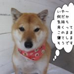 おすまし柴犬
