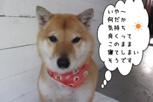 おすまし柴犬
