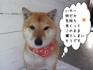 おすまし柴犬