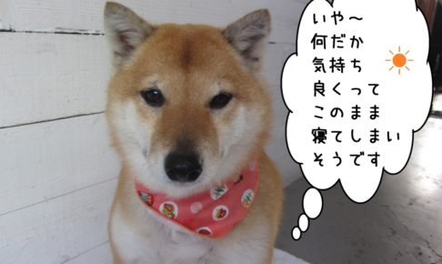 おすまし柴犬