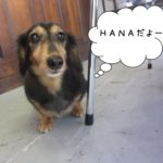 おすましミニチュアダックス