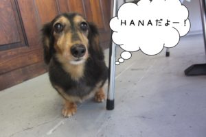 おすましミニチュアダックス