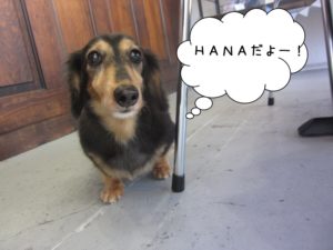 おすましミニチュアダックス