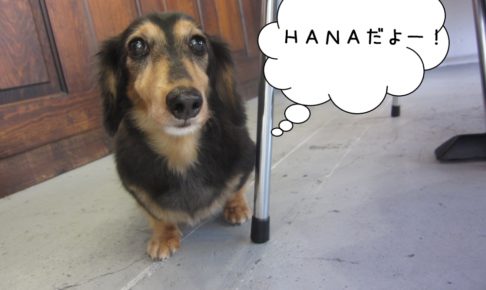 おすましミニチュアダックス