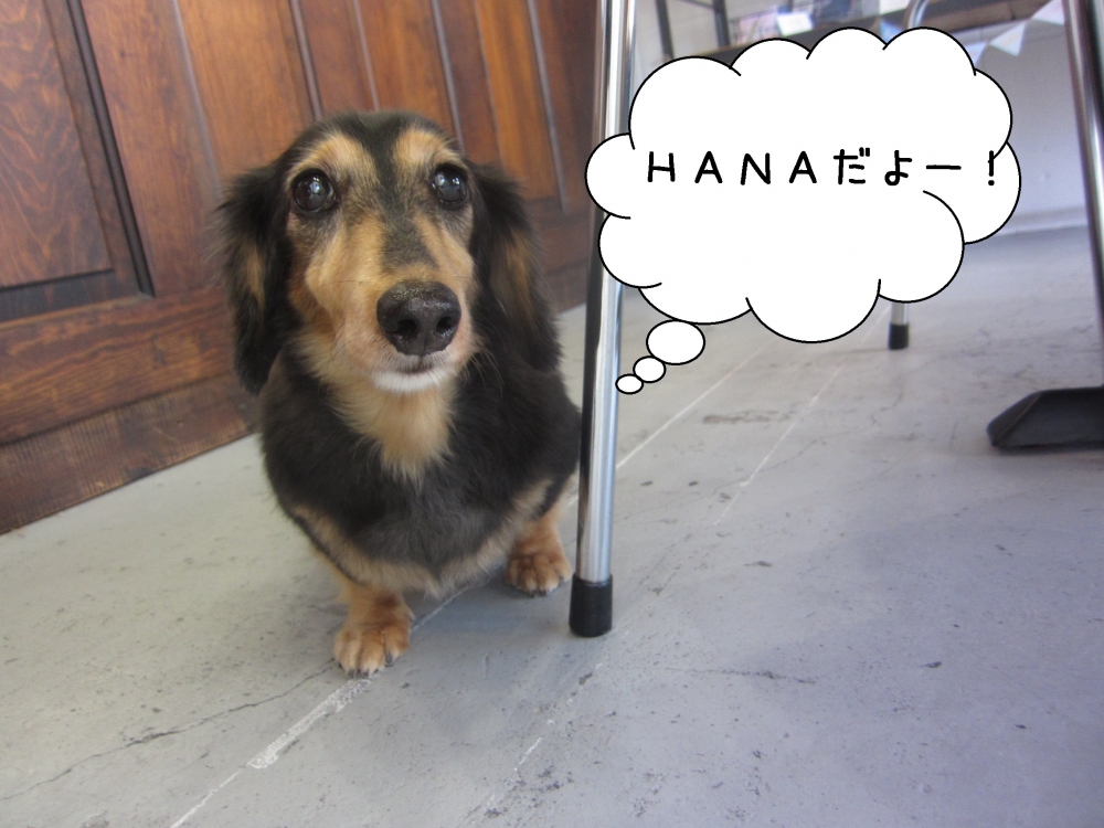 おすましミニチュアダックス