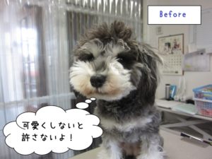 カット前Mシュナ