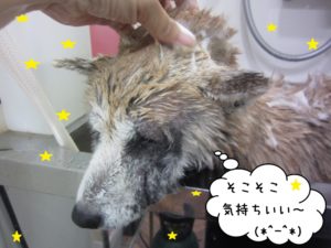 シャンプー中柴犬