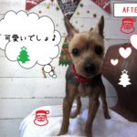 クリスマスヨーキー