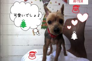 クリスマスヨーキー