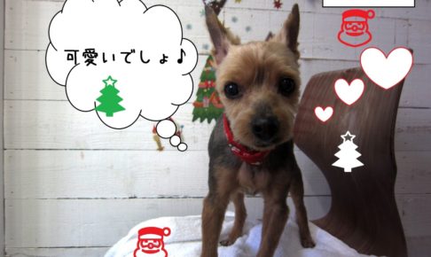 クリスマスヨーキー