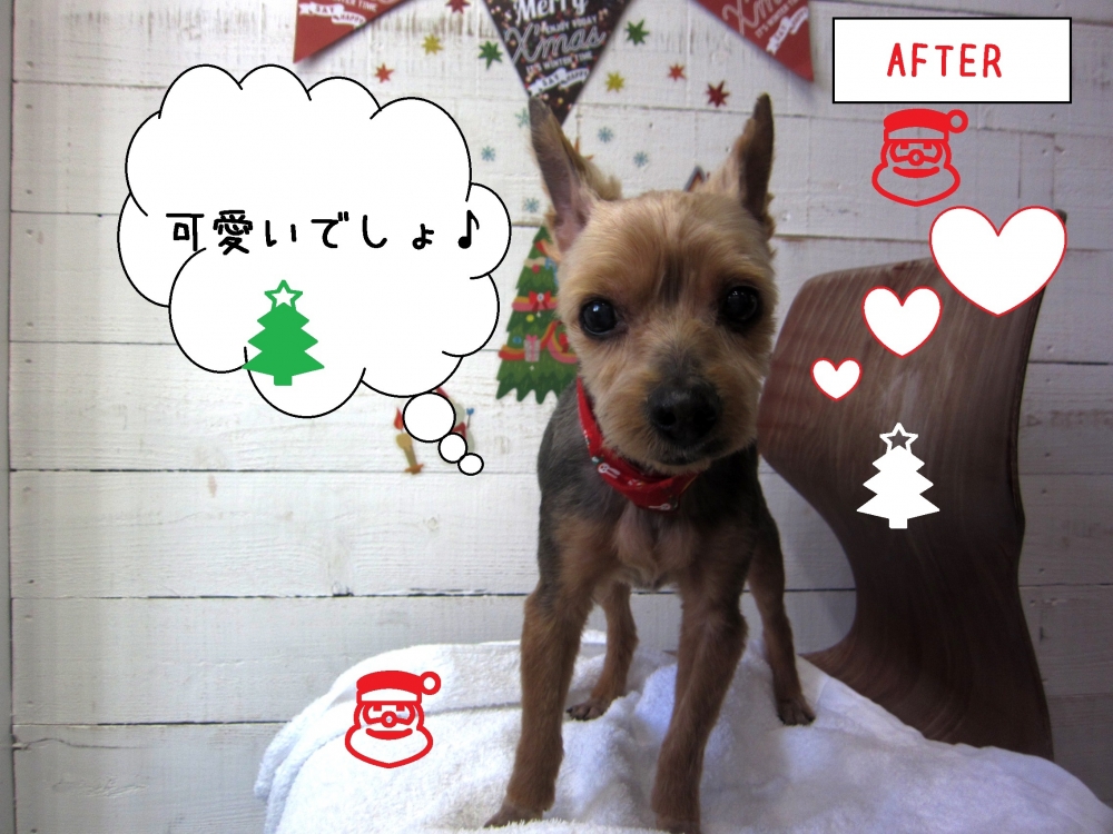 クリスマスヨーキー