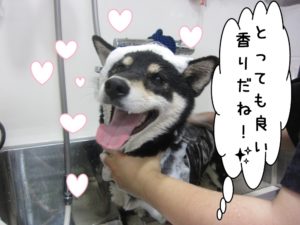 シャンプー中柴犬