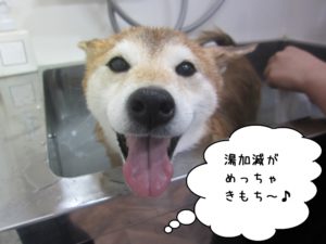スパ中柴犬