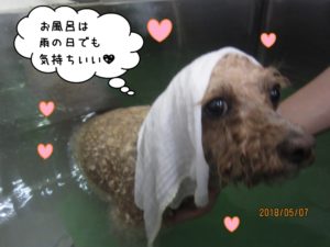 スパ中トイプードル