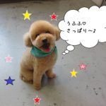 笑顔舌出しトイプードル