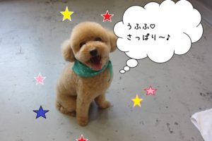 笑顔舌出しトイプードル