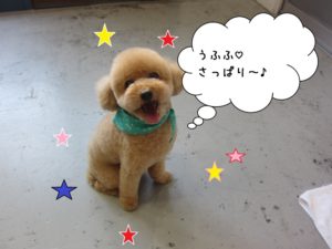 笑顔舌出しトイプードル