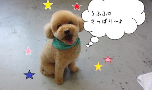 笑顔舌出しトイプードル